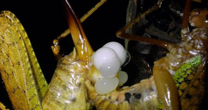 Two large bush crickets mating in the rainforest understory at night. A spermatophore is being transferred to the female. Napo province, the Ecuadorian Amazon
