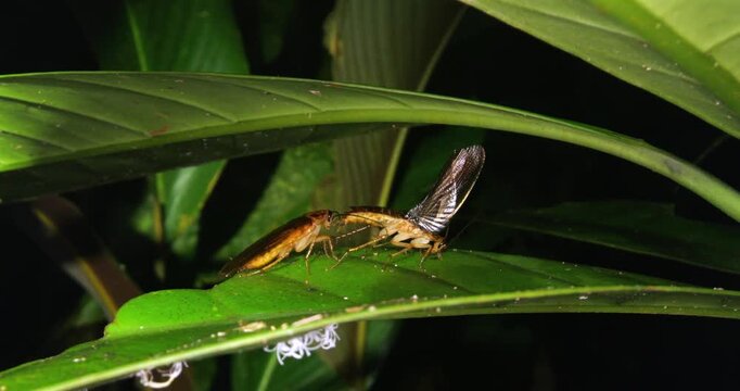 Cockroaches courting in the rainforest understory at night. The male is behind the female which has its wings raised ready for mating, Napo province, Ecuador