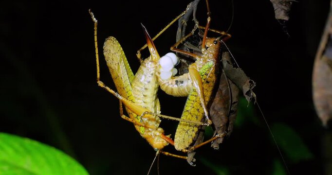 Two large bush crickets mating in the rainforest understory at night. A spermatophore is being transferred to the female. Napo province, the Ecuadorian Amazon