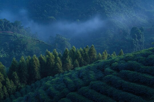 夜明けの山中の茶園