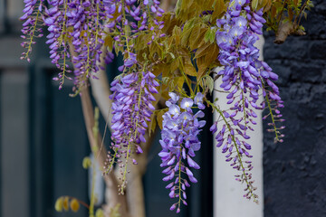 Selective focus of purple flowers Wisteria sinensis or Blue rain, Chinese wisteria is species of flowering plant in the pea family, Its twisting stems and masses of scented flowers in hanging racemes. © Sarawut