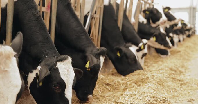 Dairy cows feeding along barn aisle in indoor livestock farm, row of holstein cattle consuming straw during morning routine.