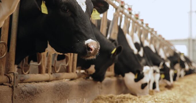 Cows feeding and licking at dairy barn feeding trough with rows of holstein stalls in indoor farm aisle.