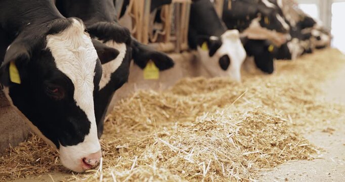 Dairy cows feeding along barn aisle in indoor livestock farm, row of holstein cattle consuming straw during morning routine.