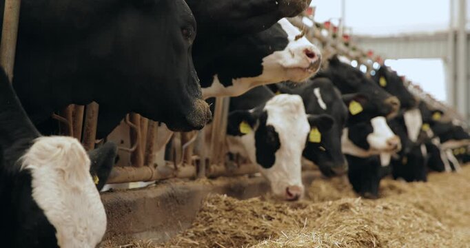 Slow motion dairy cows feeding along indoor barn trough in livestock.