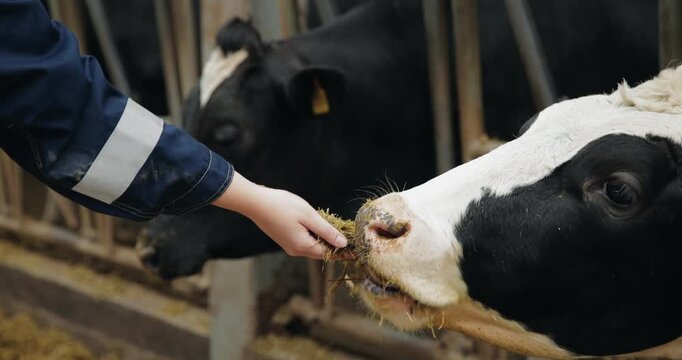 Worker feeding dairy cow inside barn stall during daytime, livestock farm concept.