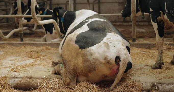 Preparing for pregnancy dairy cow lying in barn stall.