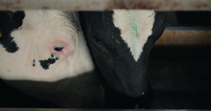 Static shot of dairy cow heads feeding in barn.