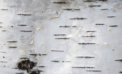 Fototapeta premium White Birch Bark Texture Background With Natural Peeling Detail