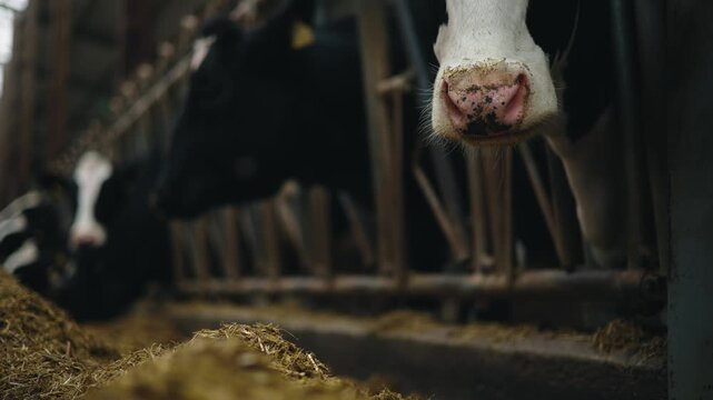 Slow motion cow nose investigating feed alley inside dim barn during morning routine.