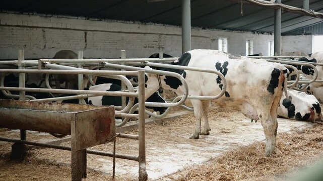 Static shot of dairy cows standing and lying in barn interior with feeding troughs and straw.