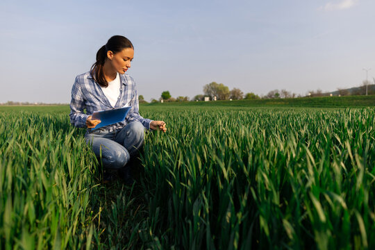 Woman farmer kneeling in green field while examining plants, inspecting crops and taking notes holding clipboard, working in the agricultural area