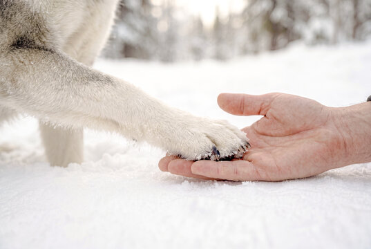 雪の上で重なる犬の前足と人の手