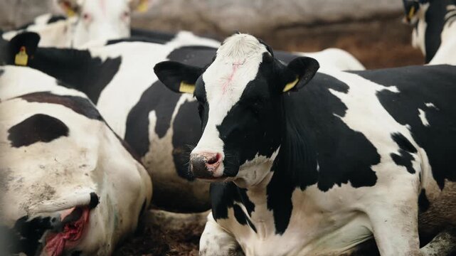 Holstein dairy cows resting in muddy barnyard pen during overcast daytime, livestock farm concept.