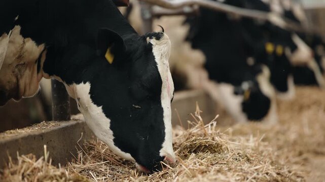 Tracking shot of dairy cows feeding on straw in barn stall row, livestock farm concept.