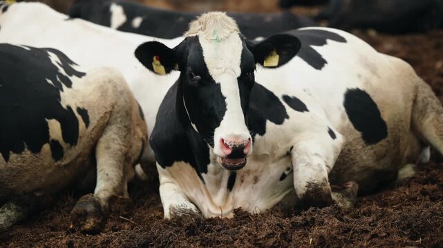 Portrait dairy cow lying and chewing in muddy barn pen with gentle panning tracking shot.