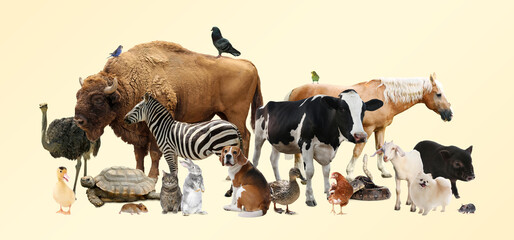 Obraz premium Group of different animals on beige background