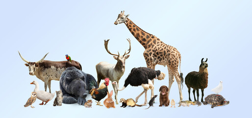Fototapeta premium Group of different animals on light grey background
