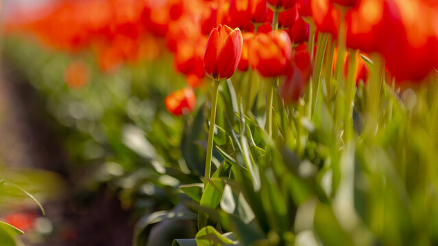 Selective focus of red orange flowers on fields in countryside farm, Tulips are plants of the genus Tulipa, Spring-blooming perennial herbaceous bulbiferous geophytes, Natural background, Netherlands.