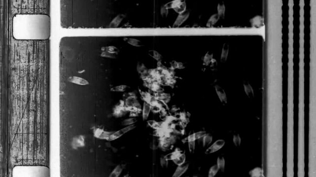 Analog Film Leader 16mm Bacteria Culture Cinematic Look for Virus Apocalypse Intro. High quality 4k footage