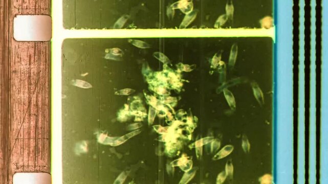 Vintage 16mm Film Leader Virus Infection Cinematic Overlay for Apocalypse Intro. High quality 4k footage