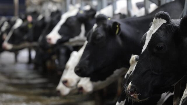 Livestock farm dairy cows feeding in barn aisle during morning milking routine.