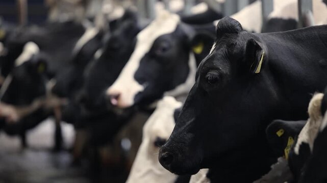 Tracking shot portrait holstein cows standing in dairy barn milking parlor.