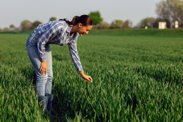 Agricultural quality control. Woman bending down to examine plants in large green field, inspecting green crops on sunny day © Home-stock