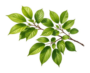 Obraz premium PNG Vibrant green leaves branch illustration.