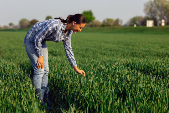 Agricultural quality control. Woman bending down to examine plants in large green field, inspecting green crops on sunny day