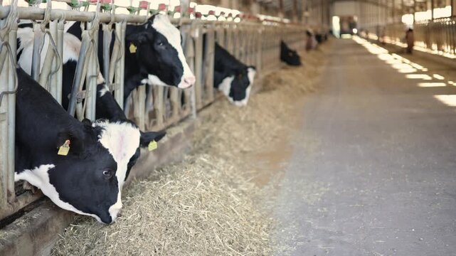 Static shot of holstein dairy cows feeding at barn aisle trough in farm interior during morning, livestock farm.