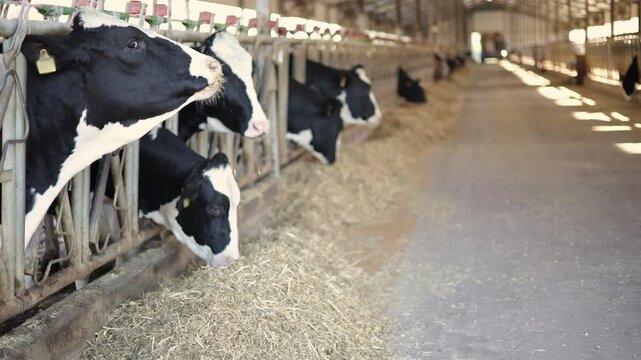 Holstein cows feeding along feed alley inside dairy barn with long aisle perspective and soft sunlight, livestock farm.