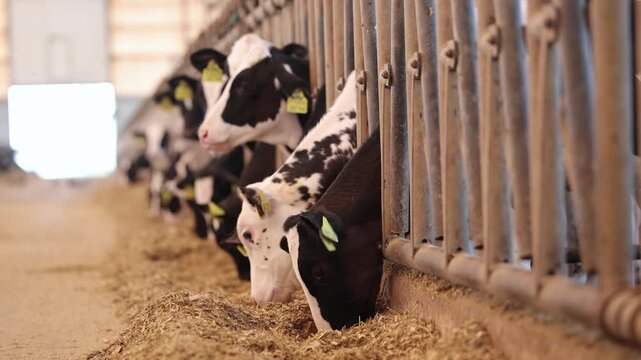 Cows feeding along barn feed alley with metal stanchions and hay in indoor dairy barn.