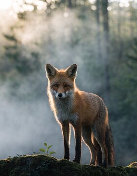 red fox portrait in soft morning fog, golden light hitting fur, clean blurred background, eye-level shot, 85mm lens




