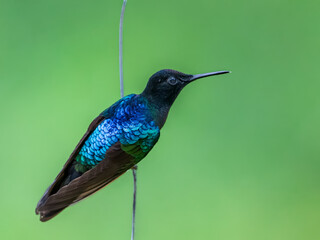 Fototapeta premium Velvet-purple coronet hummingbird perched on a branch with iridescent plumage