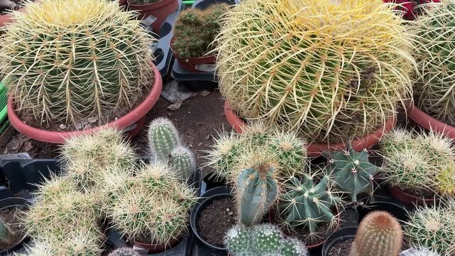 Close-up of various cacti in a botanical plant shop