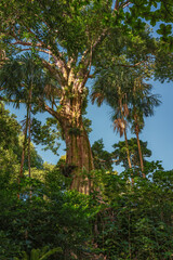 Fototapeta premium Tropical Tree on the Edge of a Cliff with Blue Sky Overhead.