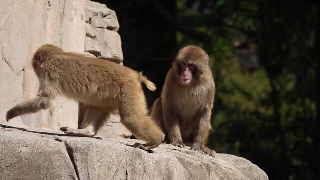 Monkeys playfully tossing things back and forth at 60fps.