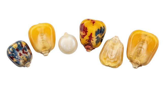 Colorful Dried Corn Kernels and Single White Corn Kernel