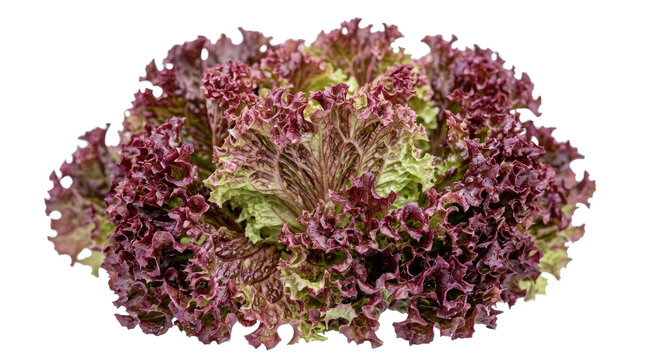 Red Leaf Lettuce Fresh Healthy Vegetable