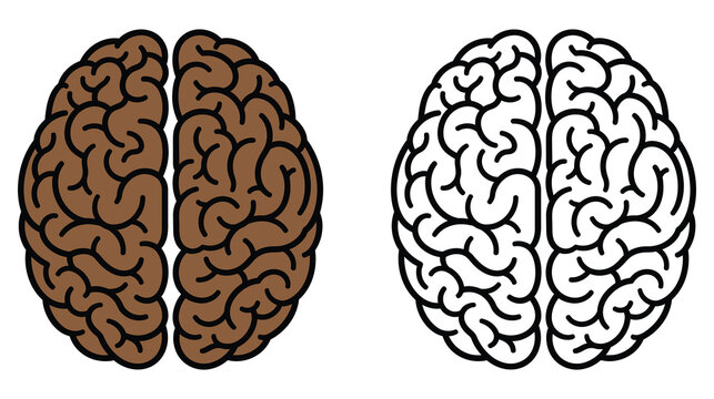 Human brain anatomy illustration a comparative view of cerebral hemispheres and cortical structures
