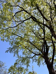 Fototapeta premium Low angle view of fresh green leaves on tall tree branches against a clear blue sky