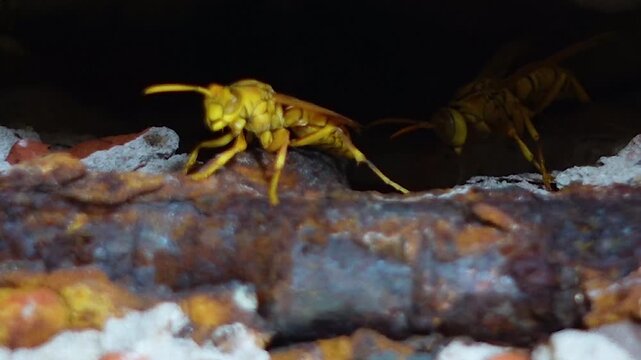The yellow oriental paper wasp or Macao paper wasp nests in the crevices of old broken walls. Polistes olivaceus, also known as the yellow paper wasp.