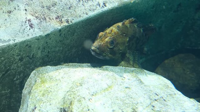 Hidden fish glancing toward camera with subtle breathing movement in aquarium light