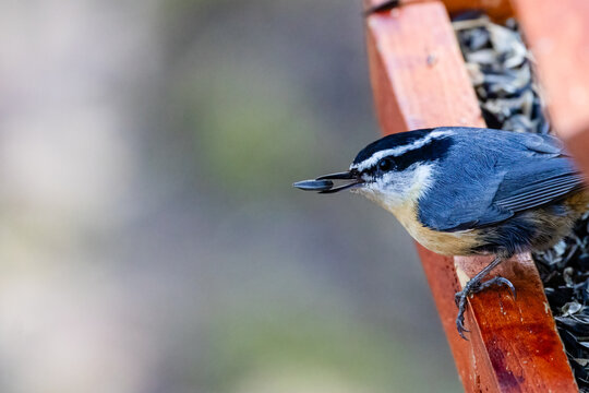 Red-breasted nuthatch with sunflower seed on bird feeder
