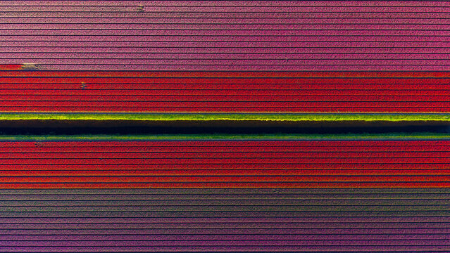 Aerial view of vibrant purple and red tulip fields with a central green strip creating geometric patterns in Petten, North Holland, Netherlands.
