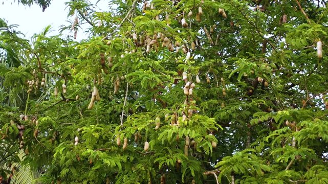Numerous ripe tamarind fruits hang from the tamarind tree. Tamarind fruit hang on the tree branch.