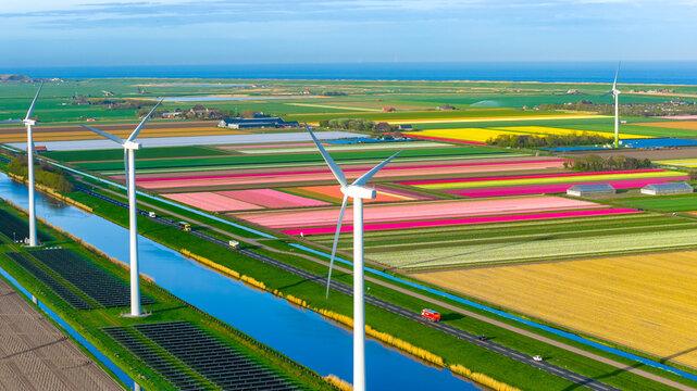 Aerial view of colorful tulip fields in bloom with wind turbines, solar panels, and a canal along the coast in Petten, North Holland, Netherlands.