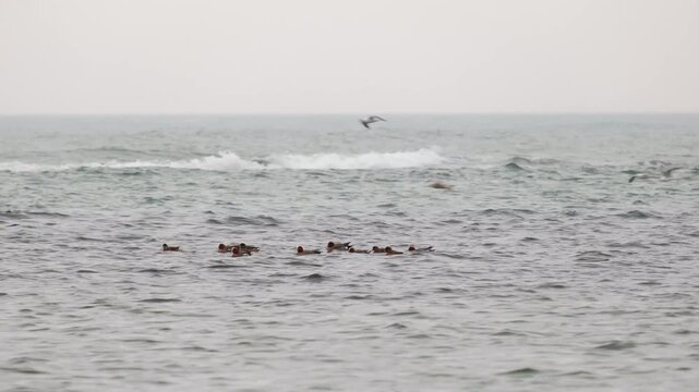 A flock of wigeons stopped by the sea to rest on their way to their nesting grounds.