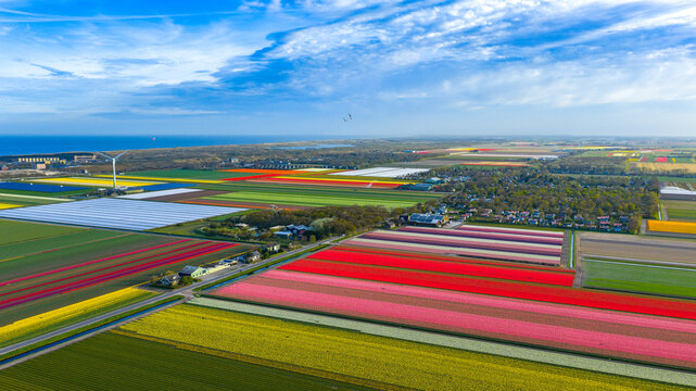 Aerial view of colorful tulip fields in bloom with a wind turbine and the North Sea coast in the background Petten, North Holland, Netherlands.